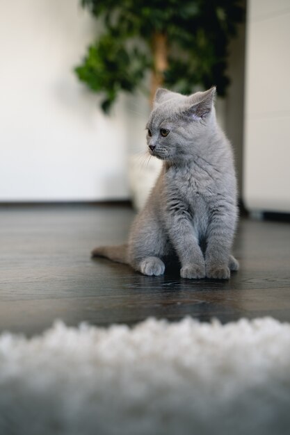 Primer plano vertical de un gatito de pelo corto británico