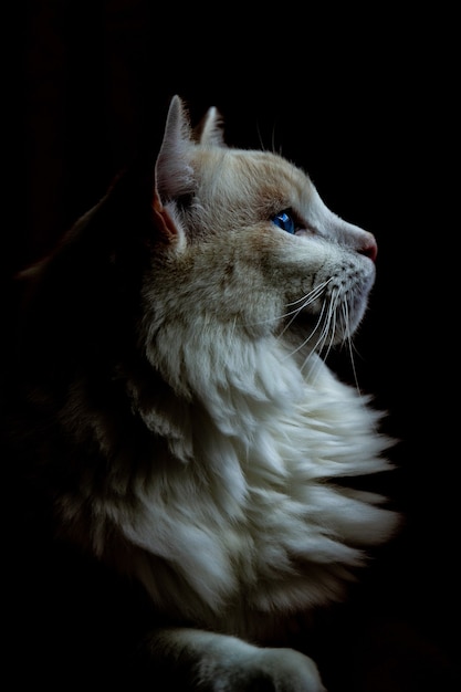 Primer plano vertical de un gato blanco gordo mirando hacia la derecha en la oscuridad