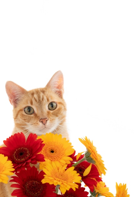 Primer plano vertical de un gato jengibre con flores rojas y amarillas aislado en una pared blanca