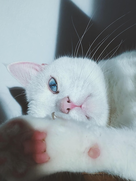 Primer plano vertical de un gato Van turco mirando en dirección recta