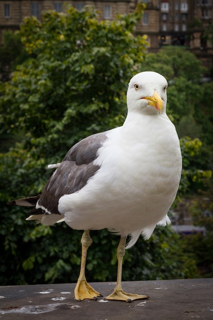 Primer plano vertical de una gaviota de pie sobre un borde de piedra con árboles verdes