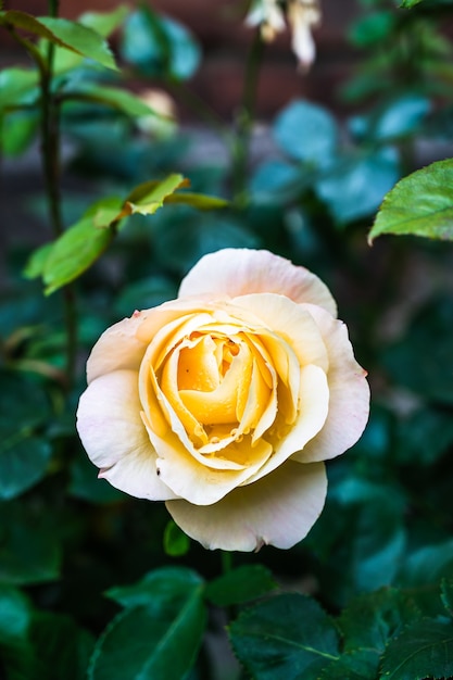 Primer plano vertical de una hermosa rosa amarilla que florece en un jardín.