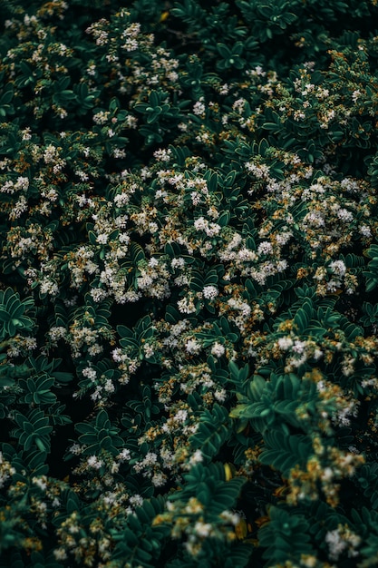 Primer plano vertical de hermosas daphnes lindas que crecen en medio de un bosque