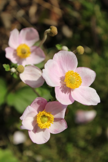 Primer plano vertical de hermosas flores de anémona de cosecha