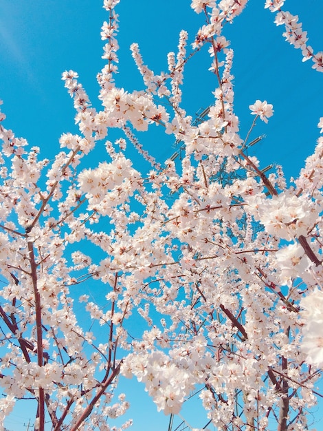 Primer plano vertical de hermosas flores de cerezo contra el cielo azul