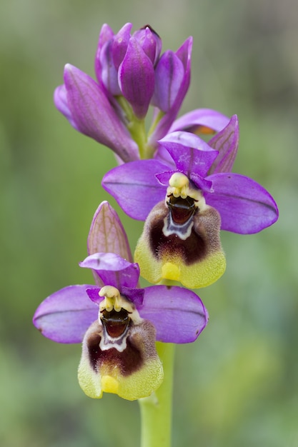 Foto gratuita primer plano vertical de hermosas flores de orquídeas mosca de sierra púrpura salvaje en un entorno borroso