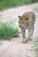 Foto gratuita primer plano vertical de un hermoso leopardo africano caminando por la carretera
