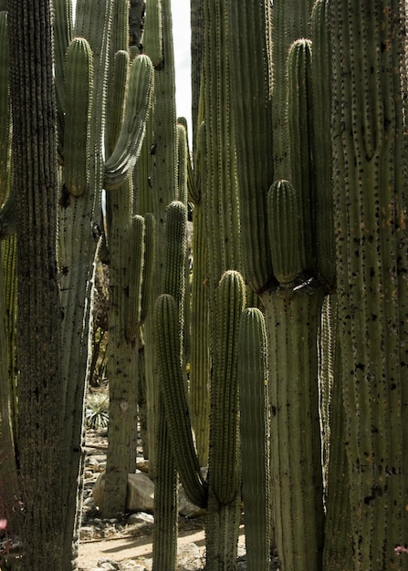 Primer plano vertical de hermosos cactus columna