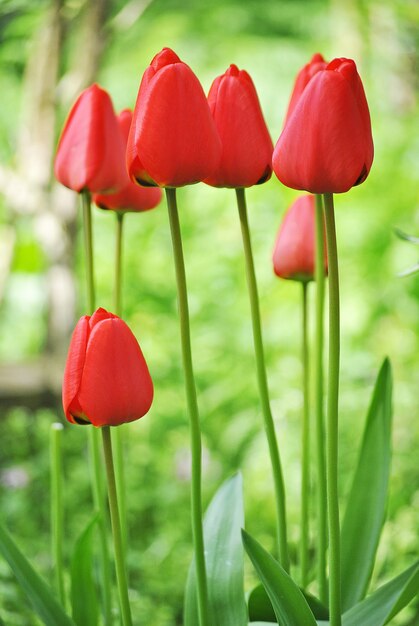 Primer plano vertical de hermosos tulipanes rojos sobre un fondo borroso