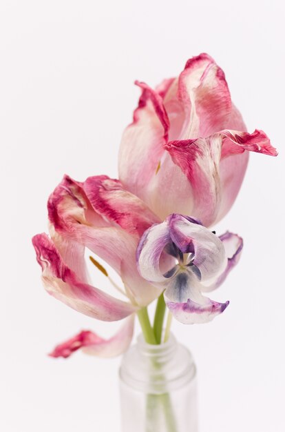 Primer plano vertical de hermosos tulipanes rosas sobre fondo blanco.