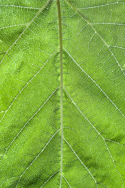 Primer plano vertical de una hoja estampada verde