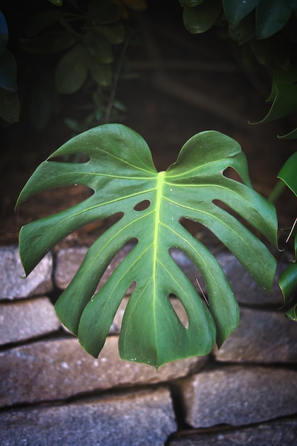 Primer plano vertical de una hoja de la planta Monstera