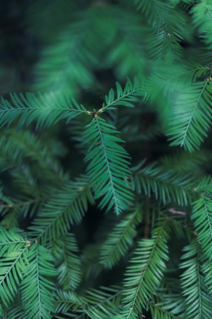 Primer plano vertical de hojas de helecho verde