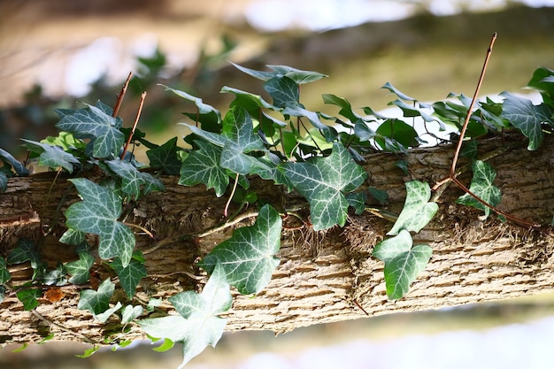 Primer plano vertical de hojas de hiedra en un árbol bajo la luz del sol