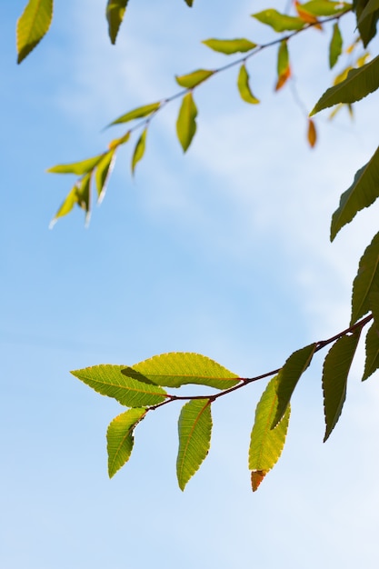 Primer plano vertical de las hojas de las ramas de un árbol con el cielo de fondo