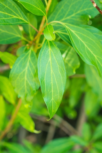 Primer plano vertical de las hojas verdes de un arbusto
