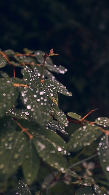 Primer plano vertical de hojas verdes cubiertas de gotas de rocío