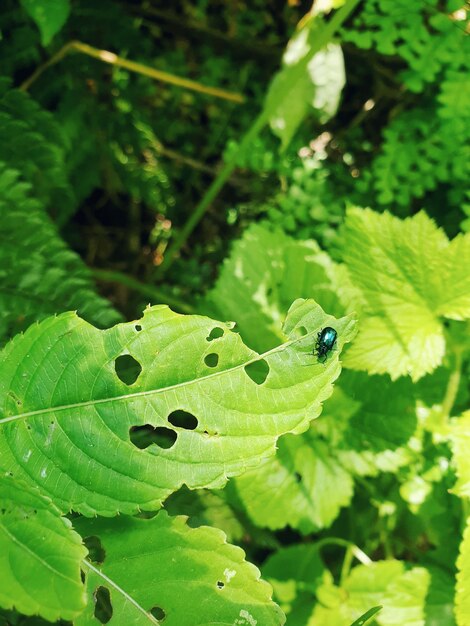 Primer plano vertical de un insecto azul sentado sobre una hoja verde