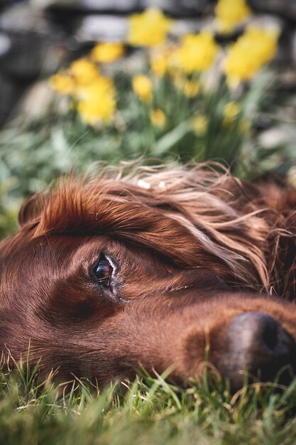 Primer plano vertical de un Irish Setter recostado sobre el césped con flores amarillas en el