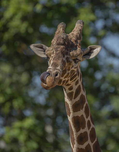 Primer plano vertical de una jirafa lamiendo su nariz con un fondo natural borroso