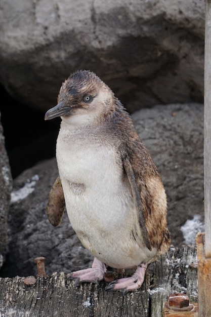 Primer plano vertical de un joven pingüino de pie sobre una plataforma de madera