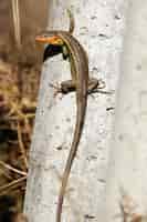 Foto gratuita primer plano vertical de un lagarto cocodrilo caminando sobre un trozo de madera