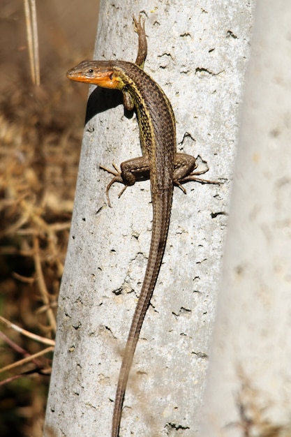 Primer plano vertical de un lagarto cocodrilo caminando sobre un trozo de madera