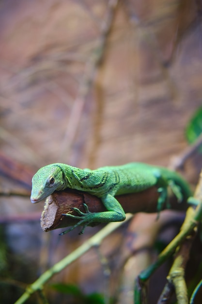 Primer plano vertical de un lagarto verde en la rama de un árbol