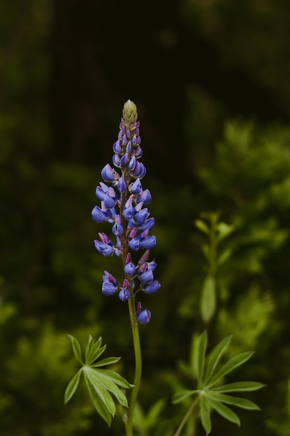 Primer plano vertical de una lavanda de hojas de helecho púrpura en un bosque