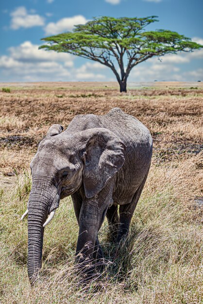 Primer plano vertical de un lindo elefante caminando sobre la hierba seca en el desierto