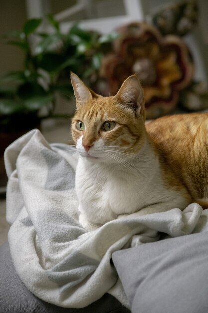 Primer plano vertical de un lindo gato jengibre acostado sobre una manta blanca