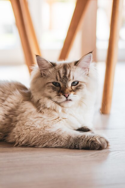 Primer plano vertical de un lindo gato mirando mientras está acostado en el piso de madera