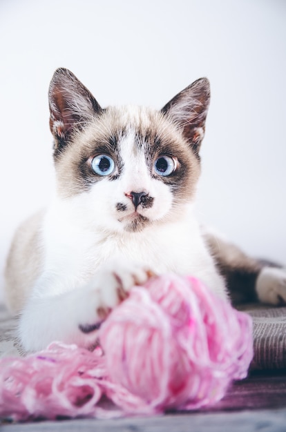 Primer plano vertical de un lindo gato de ojos azules marrón y blanco jugando con un ovillo de lana