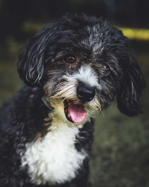 Primer plano vertical de un lindo perro Yorkipoo en blanco y negro con la boca abierta