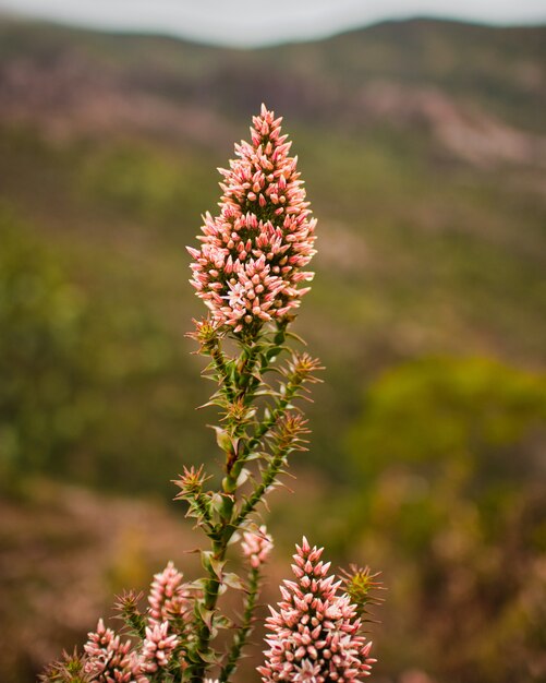 Primer plano vertical de Lupin en un jardín bajo la luz del sol con una borrosa