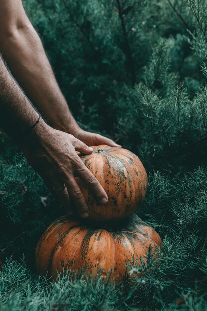 Primer plano vertical de una mano agarrando una calabaza de un pino