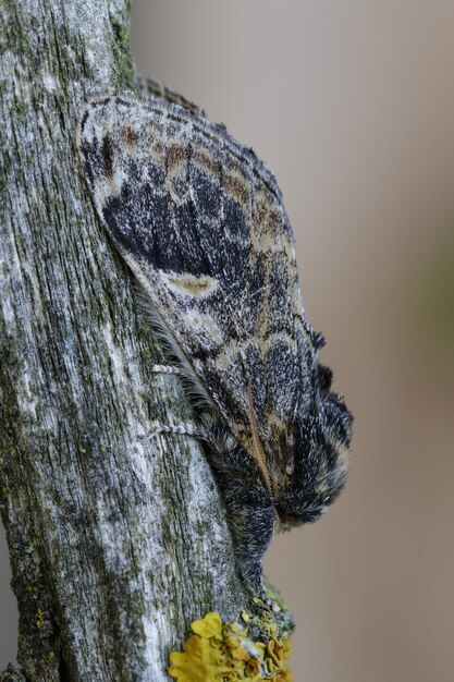 Primer plano vertical de una mariposa camuflada en el tronco de un árbol