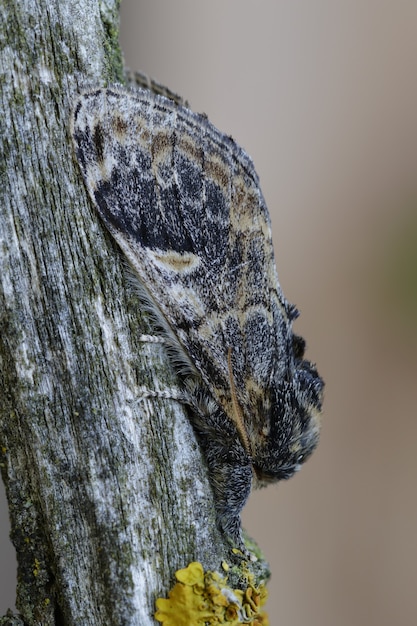Primer plano vertical de una mariposa camuflada en el tronco de un árbol