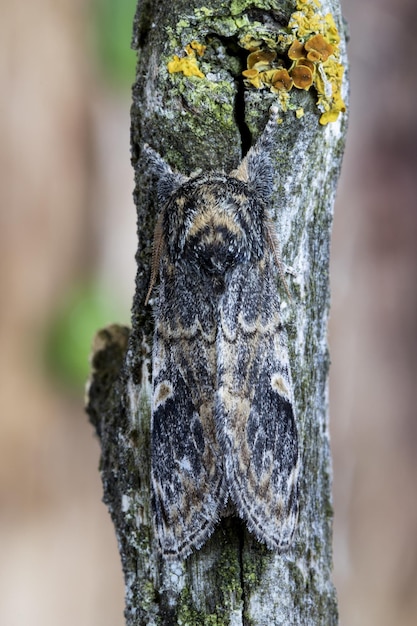 Primer plano vertical de una mariposa camuflada en el tronco de un árbol