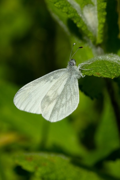 Primer plano vertical de una mariposa Leptidea Sinapis blanca sentada sobre una flor en un jardín.