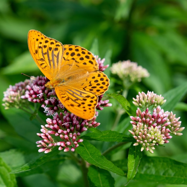 Primer plano vertical de una mariposa naranja sentada sobre una flor