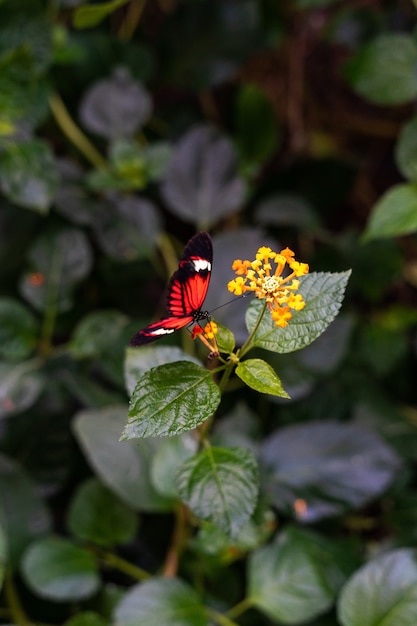 Primer plano vertical de una mariposa roja sentada en el flowe