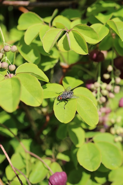 Primer plano vertical de una mosca sobre hojas verdes