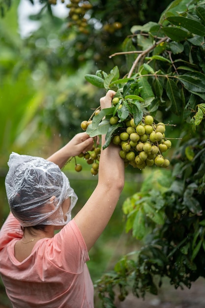 Primer plano vertical de una mujer recogiendo los frutos del árbol longan en un día lluvioso.