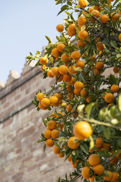 Primer plano vertical de naranjas maduras en un árbol con un edificio de ladrillo