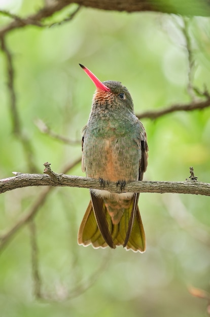 Primer plano vertical de un pájaro exótico en la rama de un árbol