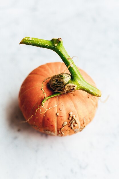 Foto gratuita primer plano vertical de una pequeña calabaza sobre un fondo blanco de mármol