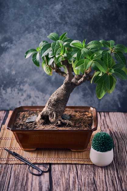 Foto gratuita primer plano vertical de una pequeña planta exótica que crece en una maceta