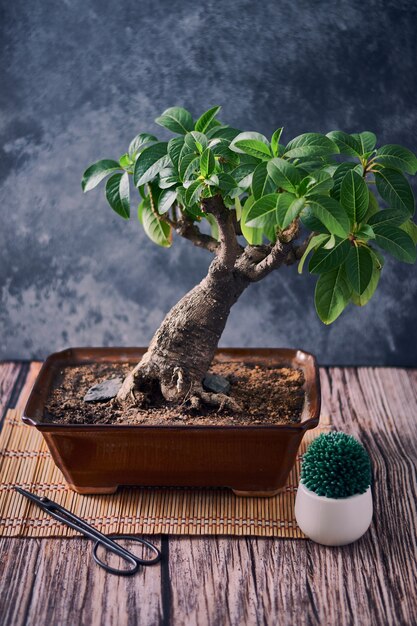 Primer plano vertical de una pequeña planta exótica que crece en una maceta