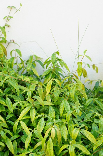 Primer plano vertical de un pequeño arbusto con hojas verdes delante de una pared blanca